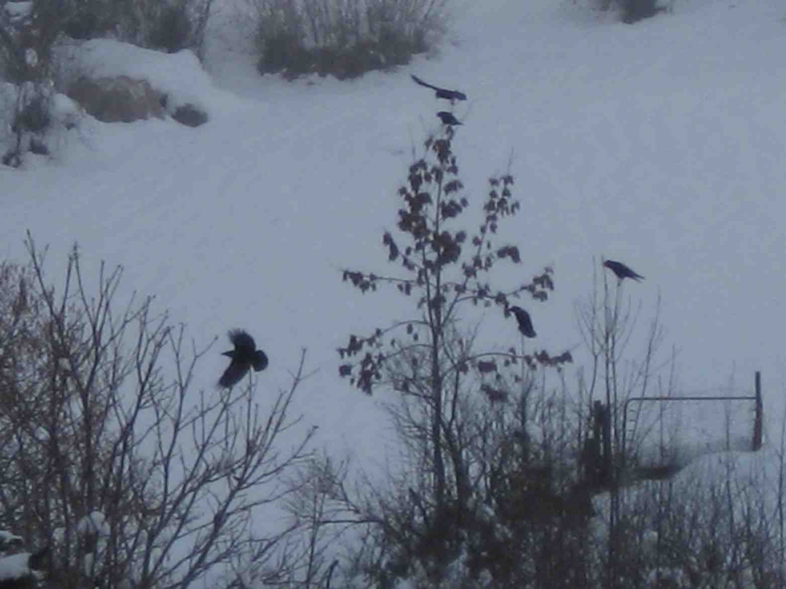corvidi dell''anterselva